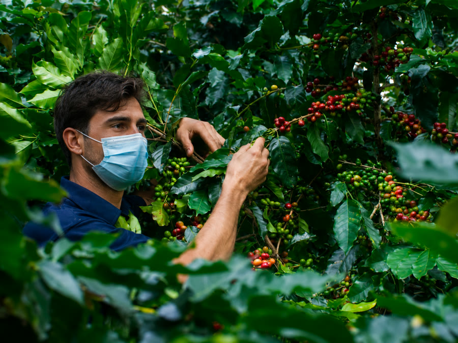Honduras kahve bahçesi